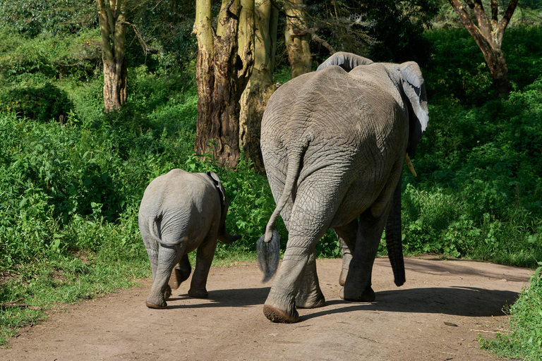 Privat 6-dagars rundtur i norra Tanzania (Safari och kultur)