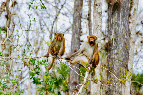 Silver Springs: Manatees, Monkeys, and Natural Spring Tour Luxury Wood Paddle Boards