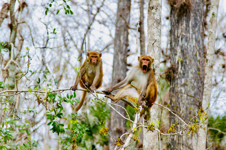 Silver Springs: Manatees, Monkeys, and Natural Spring Tour Luxury Wood Paddle Boards