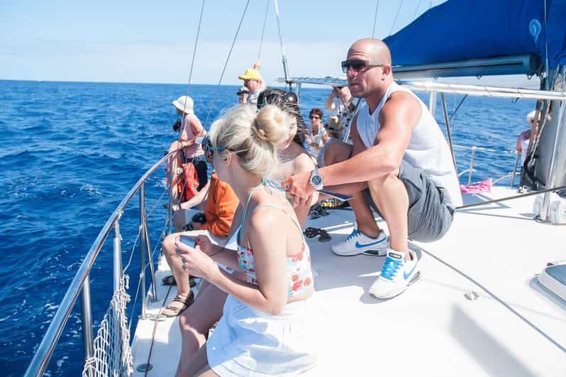 whale watching tenerife in an eco catamaran