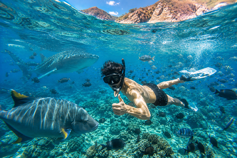 Labuan Bajo: Komodo Full Day Tour & Snorkeling with All Fees