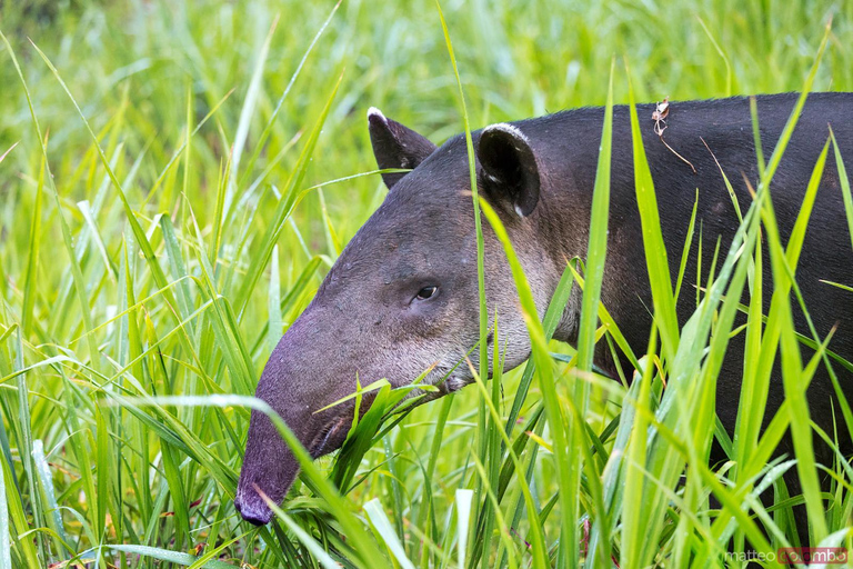 Corcovado National Park: Adventure Tour Overnight - 2 Days