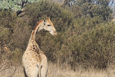 From Johannesburg: Lion & Safari Park Guided Game Drive