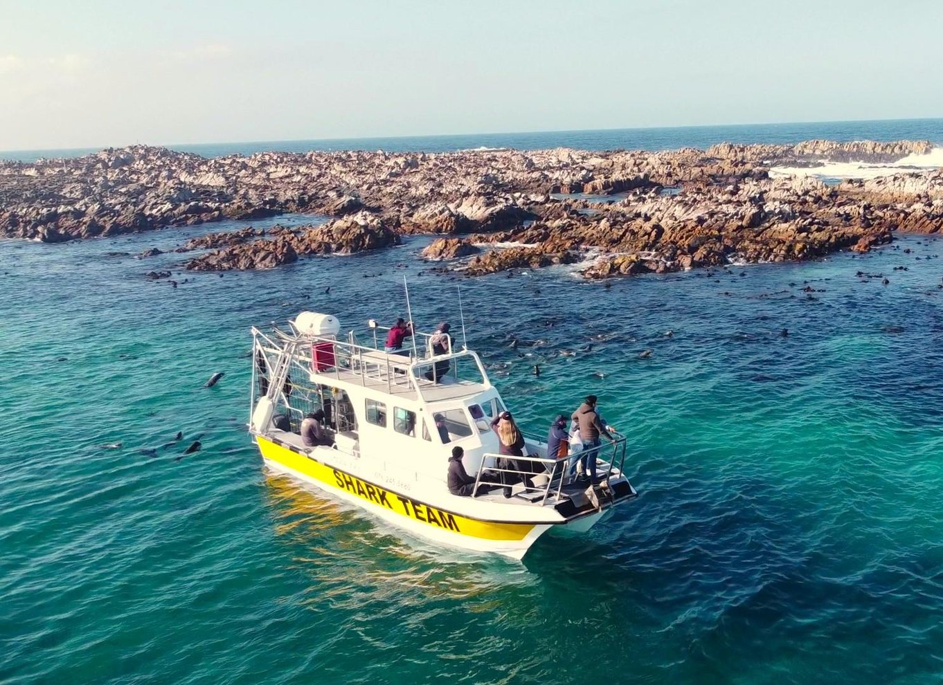 Fra Hermanus eller Cape Town: Oplevelse med hajbur-dykning