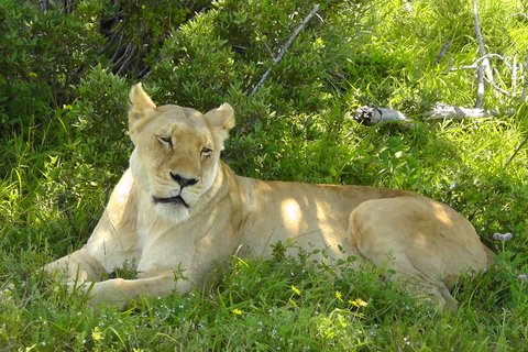 Schotia Safari – Big 5 Experience with High Lion Sightings