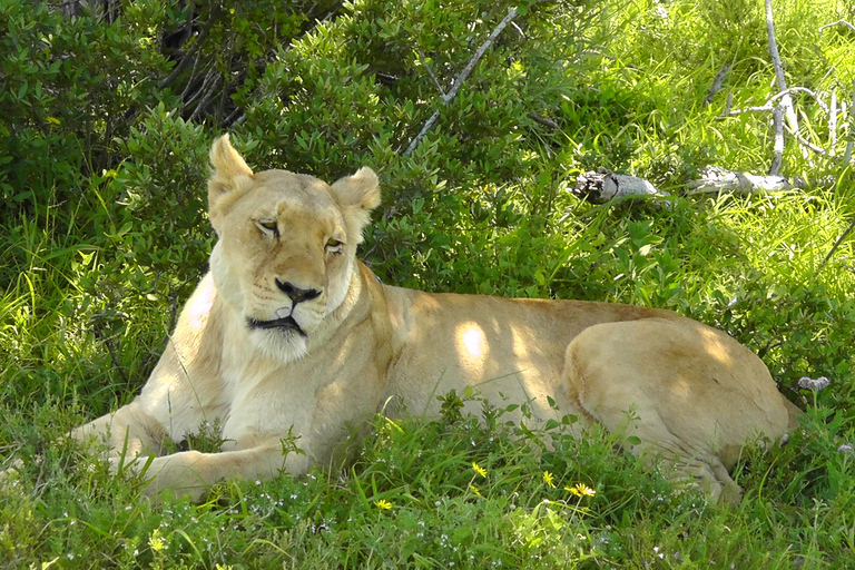 Schotia Safari – Big 5 Experience with High Lion Sightings