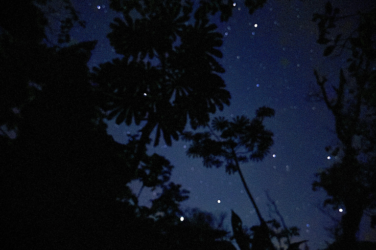 Monteverde: Night Tour with Night Vision Goggles
