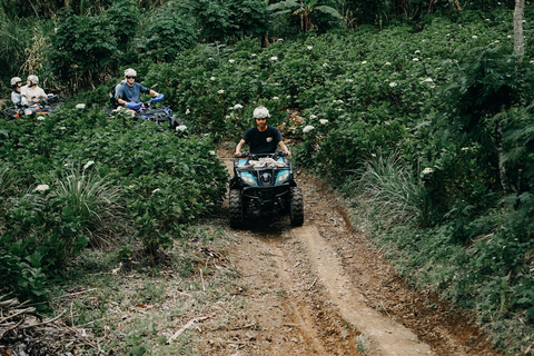 Bali: Dolphin Swimming Tour with ATV Quad Bike & Waterfall Dolphin, Waterfall, Tandem ATV Bike (Central & South Bali)