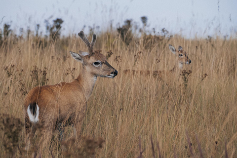 From São Paulo: 5-Day Serra da Canastra Wildlife Safari