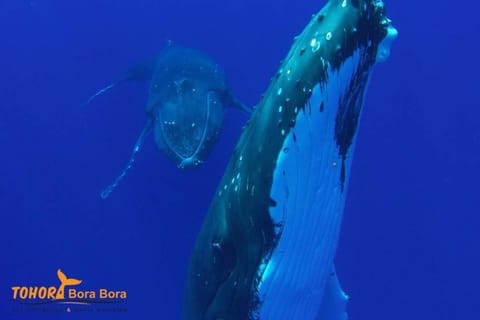Bora-Bora : demi-journée d'observation de baleines (1er août - 31 octobre)