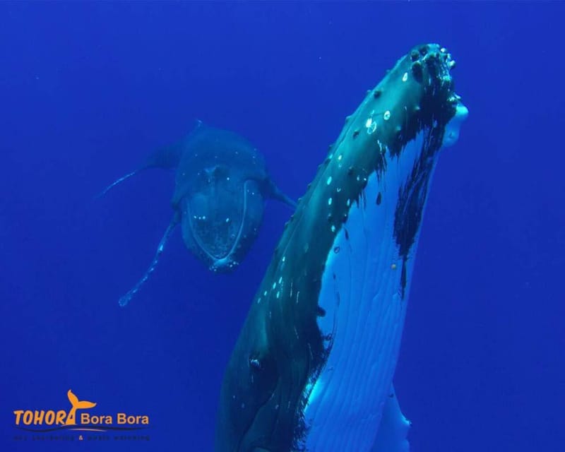 Bora-Bora : demi-journée d'observation de baleines (1er août - 31 octobre)