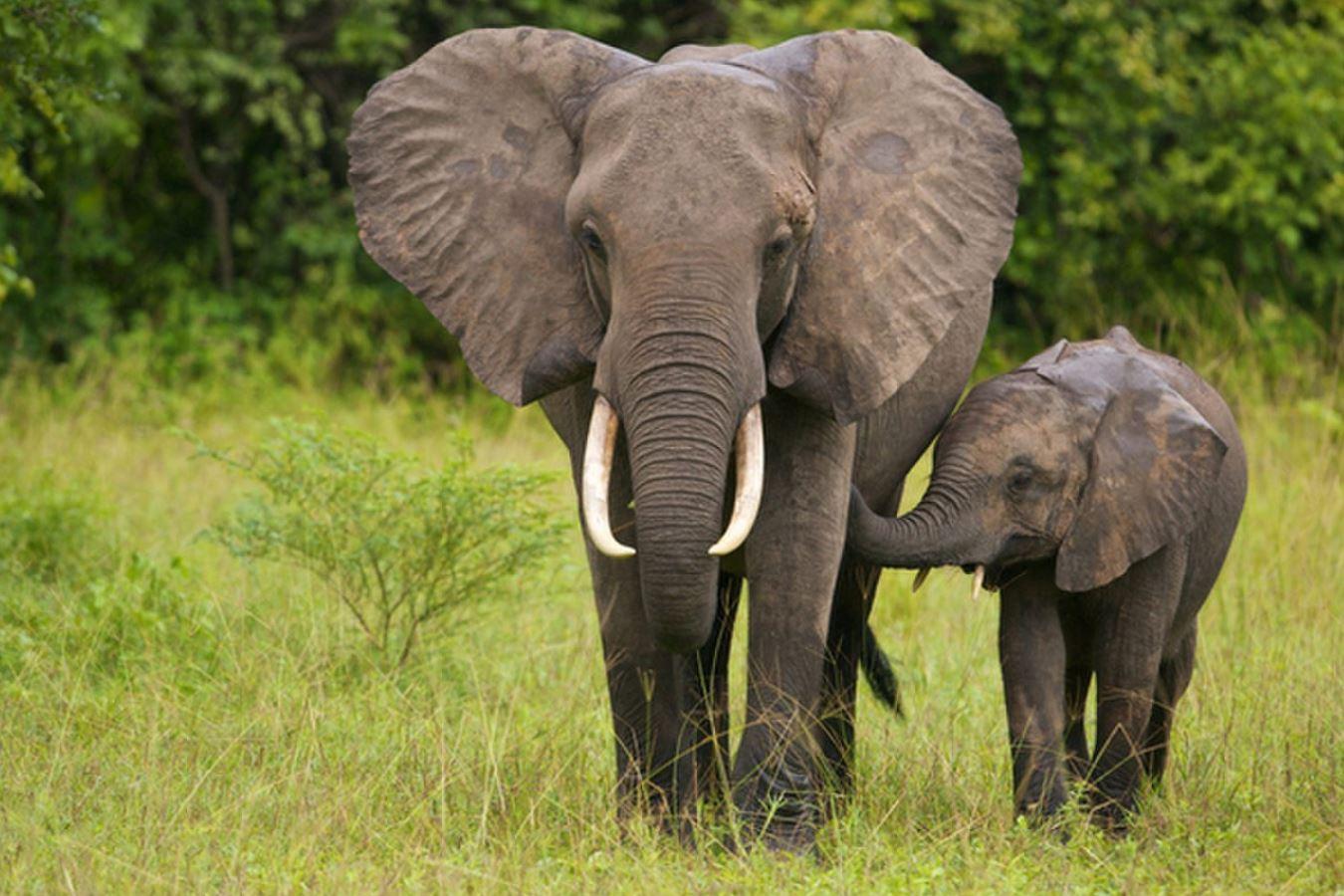 Johannesburg: 4-Tages-Tour im Kruger-Nationalpark mit Panorama