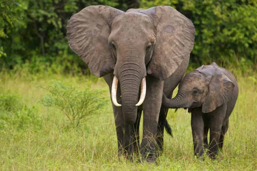 Halbtägige Safari im Tala Game Reserve & Natal Park ab Durban. Foto: GetYourGuide
