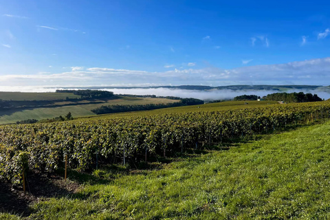 ¡Comida campestre y degustación de champán en la Côte des Bar!