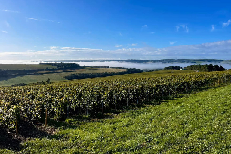 ¡Comida campestre y degustación de champán en la Côte des Bar!