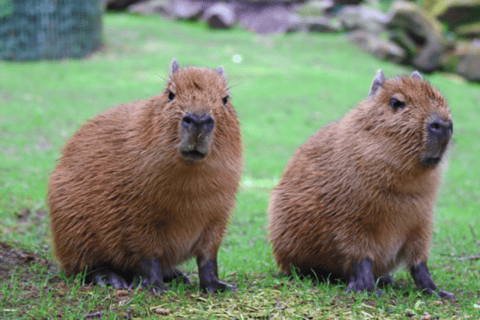 From Baku: Capybara and Alpaca Farm Family Half Day Tour