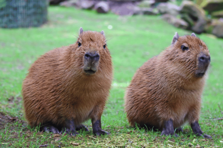 From Baku: Capybara and Alpaca Farm Family Half Day Tour