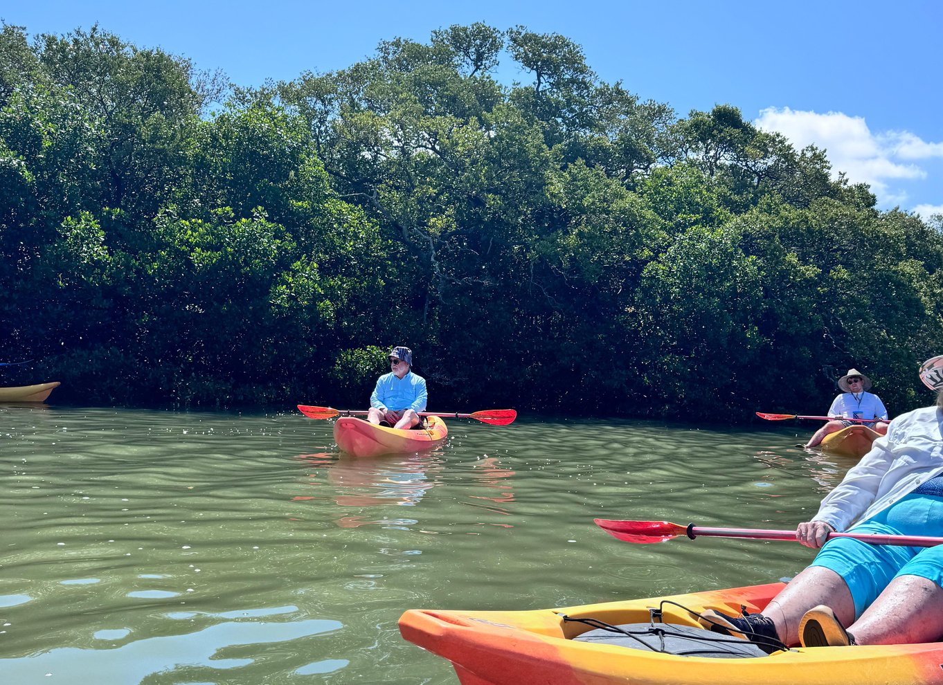 Tierra Verde: Shell Key Mangrove Privat guidet tur på 1,5 time