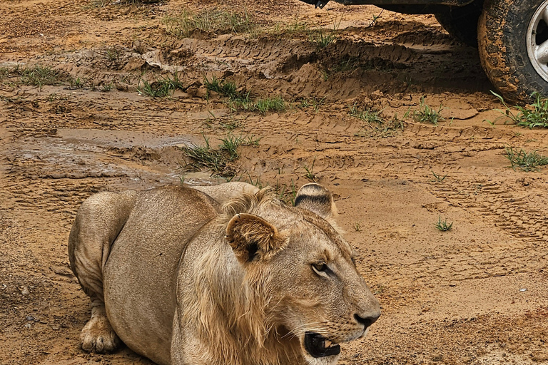 Safari 3-Days from Zanzibar to Mikumi National Park by ferry Come to meeting point "Dar es Salaam SGR station"