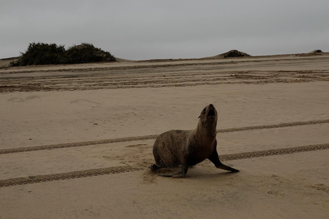 Swakopmund: Namib Desert Sunrise, Seals & Sandwich Harbour