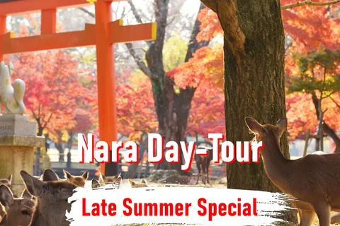 From Osaka: 10-hour Private Customized Tour to Nara