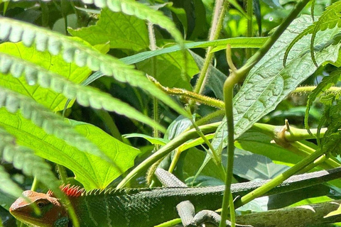 6 Hour Sinharaja Rainforest Tour