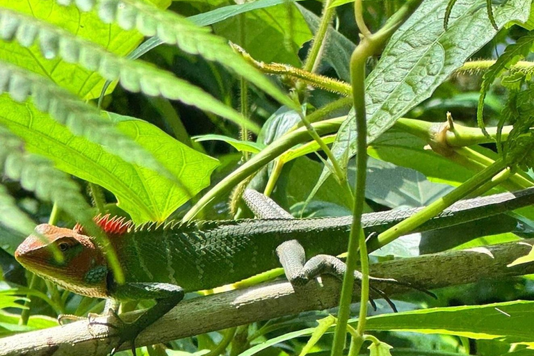 6 Hour Sinharaja Rainforest Tour