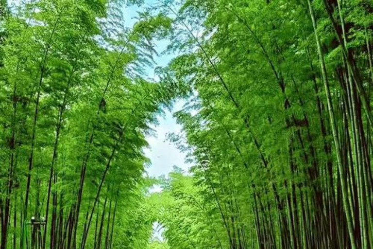 Sichuan: Shunan Bamboo Sea Entry Ticket Admission Ticket