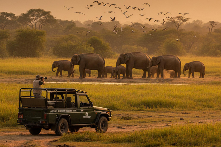 Professional Wildlife & Birdwatching Expedition – Minneriya