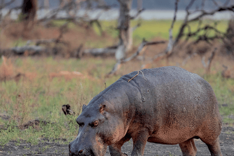 Von Sansibar: 3-tägige Selous-Safari, Bootstour &amp; Besuch bei den MaasaiAll-Inclusive: 3-Tages-Safari, Bootsfahrt und Busch-Wanderung