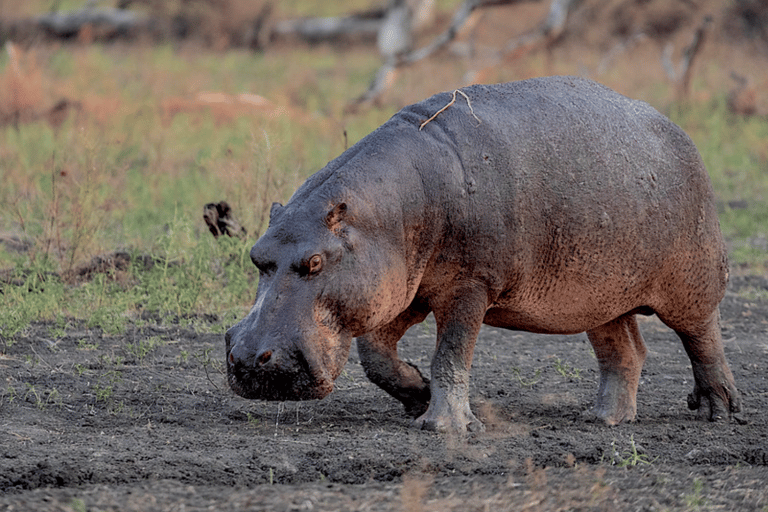 Von Sansibar: 3-tägige Selous-Safari, Bootstour &amp; Besuch bei den MaasaiAll-Inclusive: 3-Tages-Safari, Bootsfahrt und Busch-Wanderung