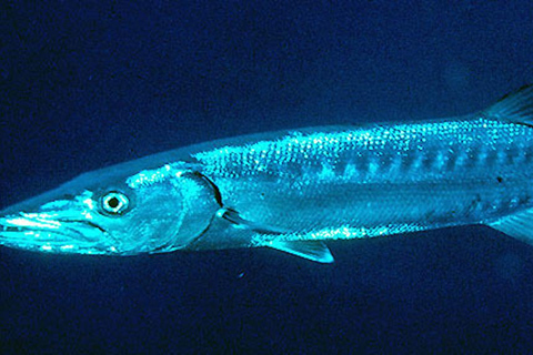 Playa Mantas: Beach Fishing Tour Beach Fishing Tour at Playa Mantas