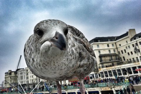 Vanuit Cambridge: Dagtrip met gids naar Brighton &amp; Beachy Head