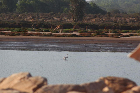 Agadir: Sahara Desert & Tiznit Medina Privet Tour & Lunch