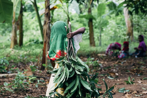 زنجبار: جولة في قرية متندي ومركز الأعشاب البحرية مع خدمة الاستلام