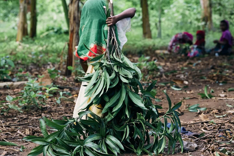زنجبار: جولة في قرية متندي ومركز الأعشاب البحرية مع خدمة الاستلام