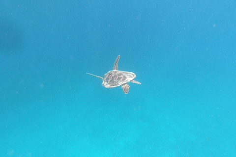 Excursion d&#039;une journée avec plongée en apnée Gili Layar/Gili Gede&amp;Gili Rengit