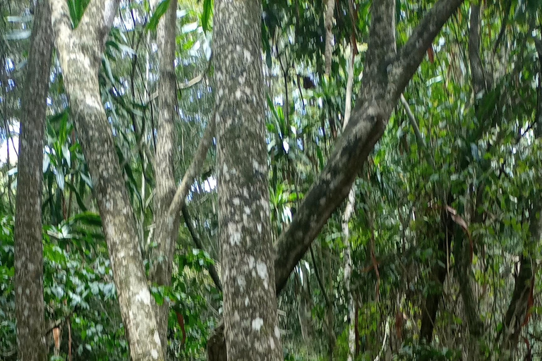 La forêt de Karura : Une visite à pied dans l'oasis naturelle de Nairobi