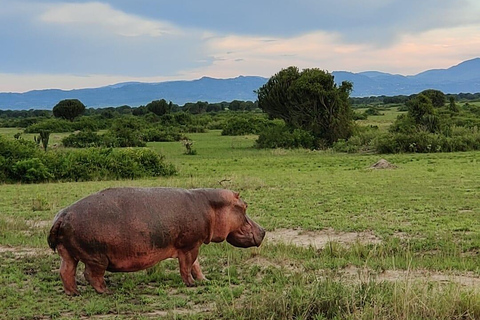 From Entebbe: 3-Days Uganda wildlife &chimpanzee trek Safari