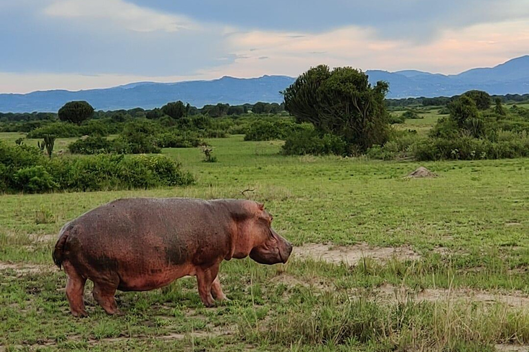 From Entebbe: 3-Days Uganda wildlife &chimpanzee trek Safari