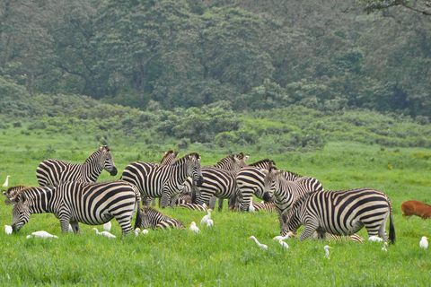 3-dagars campingsafari i Arusha nationalpark