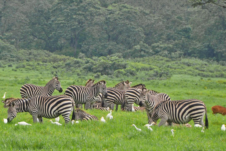 Safári de acampamento de 3 dias no Parque Nacional de Arusha