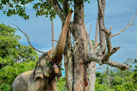 Koh Samui: Ethical Elephant Home Guided Tour with Transfers