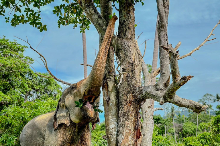 Koh Samui: Ethical Elephant Home Guided Tour with Transfers