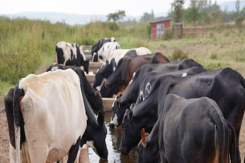 基加利：牛奶吧、村庄和观景台之旅基加利：牛奶吧、村庄和观景点之旅