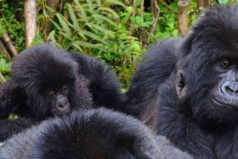 From Kigali: Gorilla Trekking in Rwanda & Diana Fossey Tour