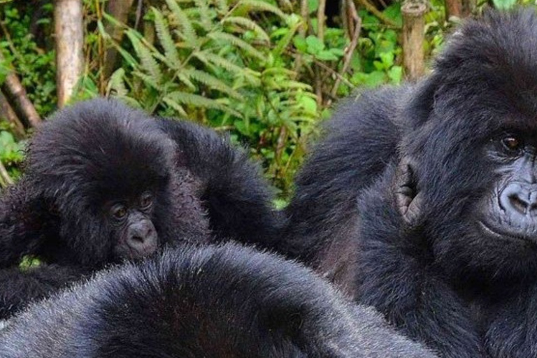 From Kigali: Gorilla Trekking in Rwanda & Diana Fossey Tour