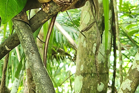 From Cebu: Bohol Countryside Tour Day Trip with Buffet Lunch