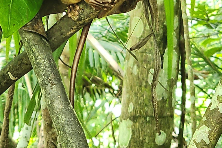 From Cebu: Bohol Countryside Tour Day Trip with Buffet Lunch