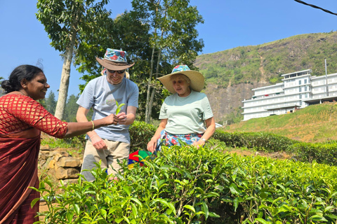 From Kandy to Ella: Waterfall, Tea Factory & Scenic Transfer Kandy: Ella Transfer by TUKTUK